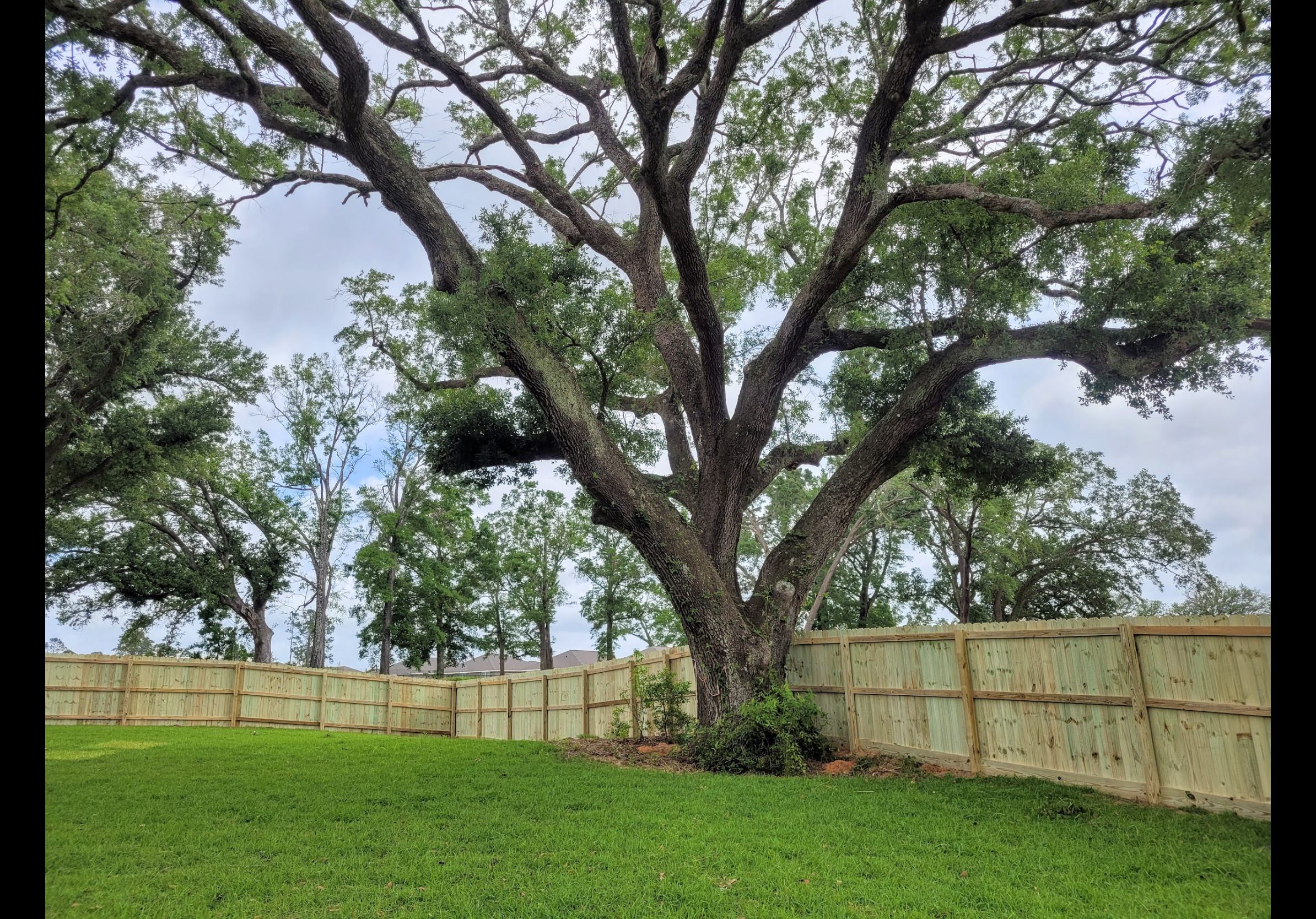 New wood fence enclosing large backyard with mature oak tree — Hanlon Brothers Fences